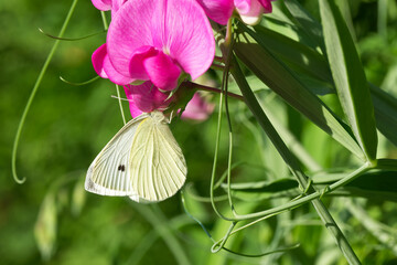 white butterfly drinks the nectar on the sweet pea flower close-up