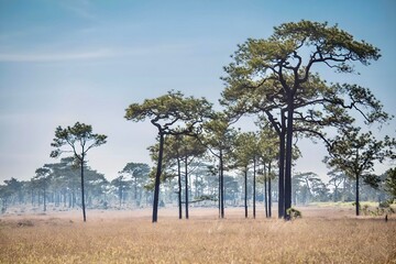 Obraz premium trees in the meadow
