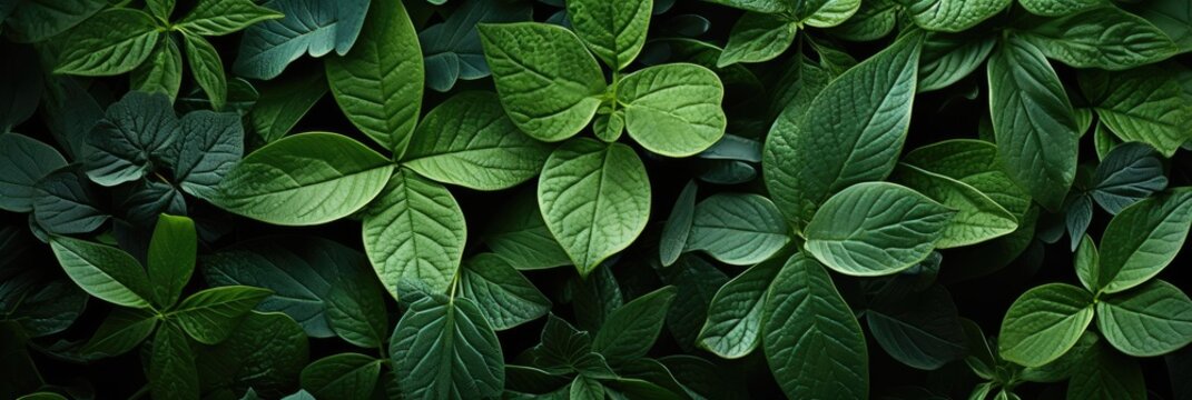 Pinnate leaves, Best Website Background, Hd Background, Background For Computers Wallpaper