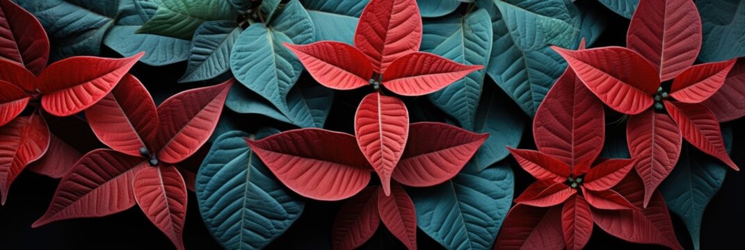 Poinsettia leave, Best Website Background, Hd Background, Background For Computers Wallpaper