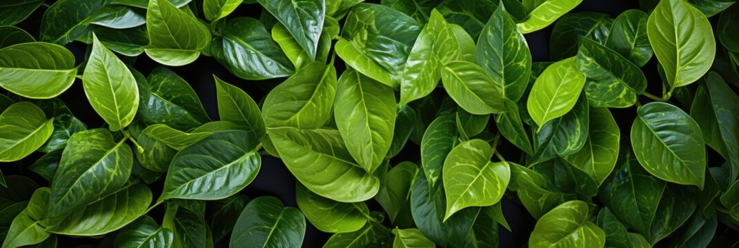 Pothos Leaves , Best Website Background, Hd Background, Background For Computers Wallpaper