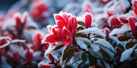 Gardinen Frozen azalea with red leaves © Zaleman