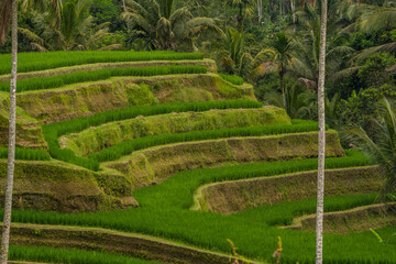 Landscape picture from Bali