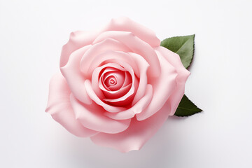 Beautiful pink rose on white background. Studio shot. Isolated.