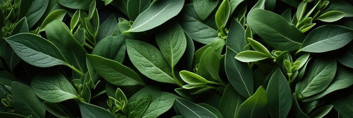 Sage Leaves, Best Website Background, Hd Background, Background For Computers Wallpaper