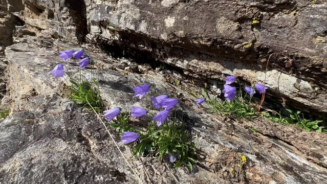Common harebell or&nbsp;Scottish bluebell (Campanula rotundifolia) sways in the wind on a rocky Denmark Island Scoresbysund, Greenland.