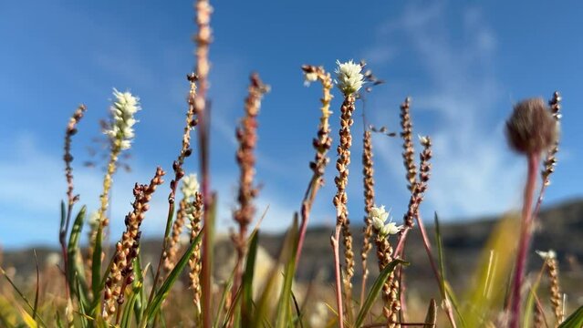 Plants of Greenland. Alpine bistort (Bistorta vivipara, Persicaria vivipara) in the wind on Denmark Island, Scoresbysund, Greenland.