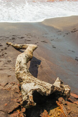 Abstract. Dead tree on tha beach of Goa, India, Asia.