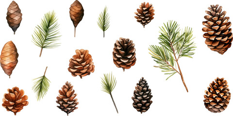 Set watercolor Christmas pine cones on white background.