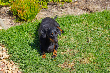 Adorable smooth-haired Dachshund dog