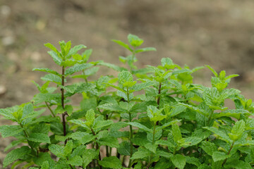 Bush of Moroccan mint (Genus Mentha).