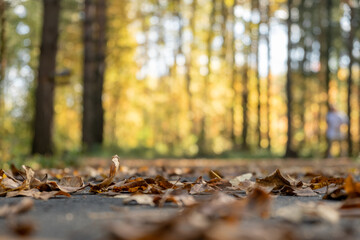 Autumn scene. Falling colorful leaves in autumnal park. Fall. Colorful falling autumn leaves. Beautiful tree with yellow leaves in autumn forest. Selective focus