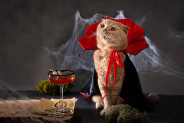 Halloween Cat vampire wearing dracula costume and bloody margarita cocktail garnished with jelly...