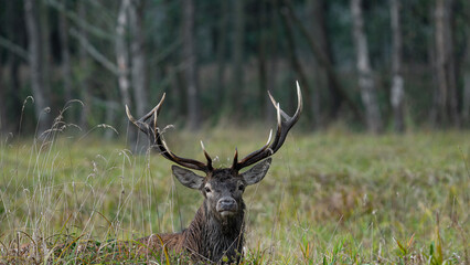 Red deer (Cervus elaphus) with huge majestic antlers stands in tall vegetation during rutting season