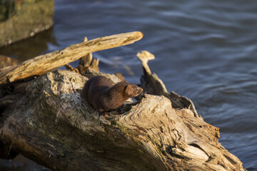 American mink (Neovison vison) on the hunt on the lake Michigan.