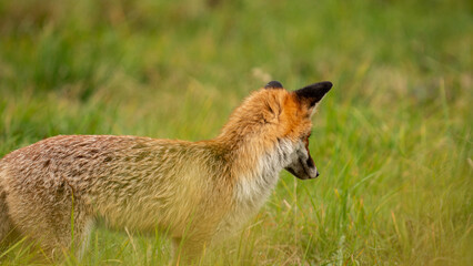 Red Fox (Vulpes vulpes) hunts in the meadow. Fox hidden in green vegetation. Pure natural wildlife photo