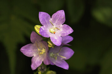 Obraz premium Glockenblume, Blüten, Blumen