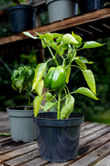 Potted pepper plant growing in a greenhouse in the UK with a single green pepper, the plant is on staging, with a chilli plant in the background