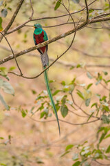 Resplendent Quetzal, Pharomachrus mocinno, Savegre in Costa Rica, with green forest in background. Magnificent sacred green and red bird. Birdwatching in jungle.
