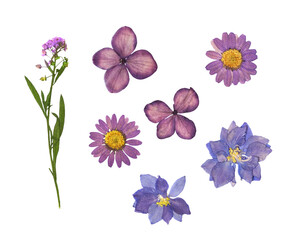 Dry flowers isolated on white or transparent background
