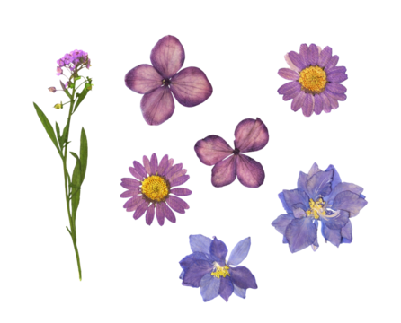 Dry flowers isolated on white or transparent background