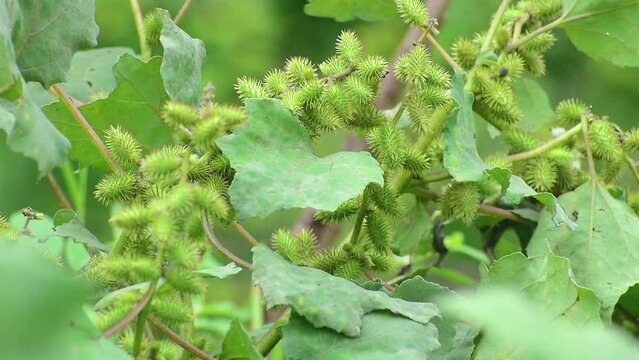 Rough cocklebur ( Xanthium strumarium) on garden, seed are medicinal, herbs