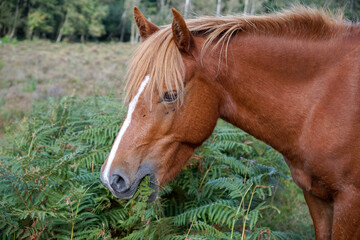 Wild brown horse eating ferns and vegetation in the New Forest National Park England. free roaming...