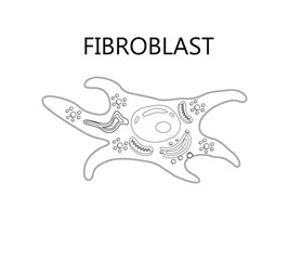 Collagen and fibroblast. Skin with Collagen fibers and cells that synthesize collagen. Close-up of fibroblast structure