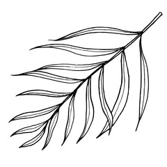 hand drawn sketch of a leave