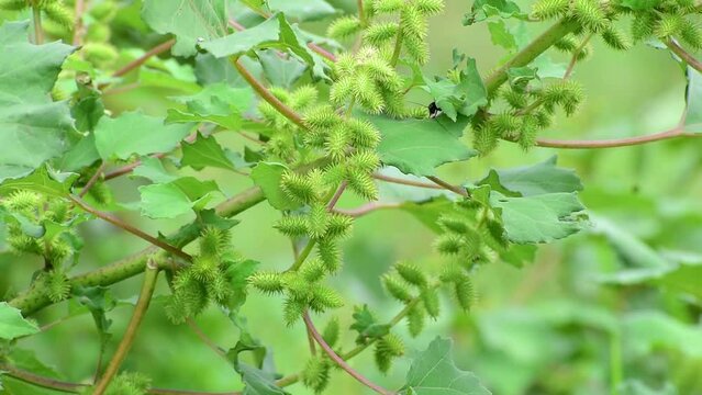 Rough cocklebur ( Xanthium strumarium) on garden, seed are medicinal, herbs