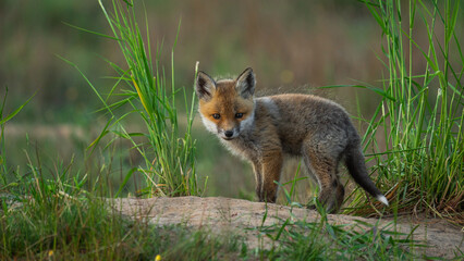 Red Fox (Vulpes vulpes) cub looks out from behind the grass