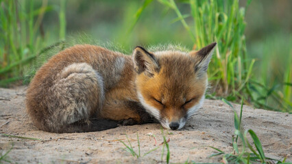 Baby Red Fox (Vulpes vulpes) sleeping