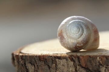Closeup of an empty snail shell on wood slice