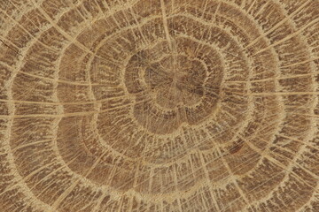 close-up of cross section of tree trunk