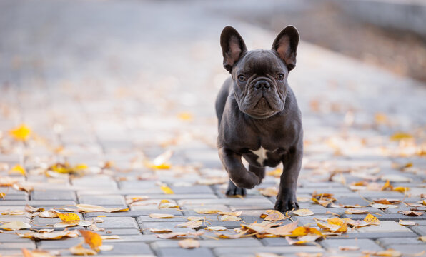 Happy Grey French Bulldog Puppy Run In Park Autumn