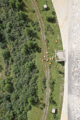 Blick von der Talspere des Kölnbreinspeichers auf ruhende Kühe.