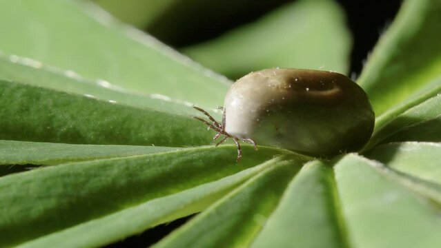 Ectoparasite tick with bood engorged bloated body on bracken, closeup zoom in