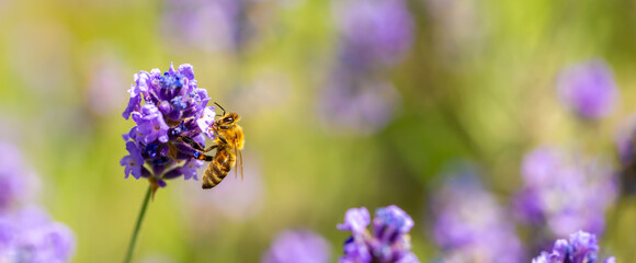 Spring lavender flowers under sunlight. Bees pollinate flowers and collect pollen. Lavender honey. Beautiful landscape of nature with a panoramic view. Hi spring. long banner