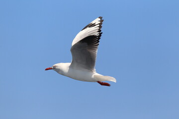 The silver gull (Chroicocephalus novaehollandiae) is the most common gull of Australia. © feathercollector