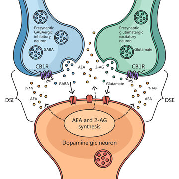 Neurotransmitter interactions of cannabinol with neuron structure brain cell diagram schematic raster illustration. Medical science educational illustration