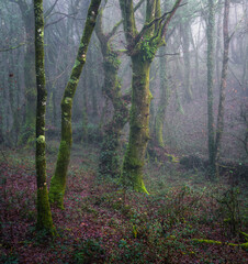 Mystical atmosphere between the huge oak trees and fog in the winter forest