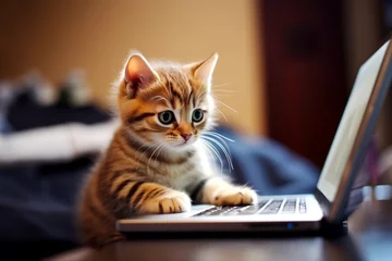 Foto op Plexiglas 飼い主のためにメールチェックをする子猫 © Aoba Photo