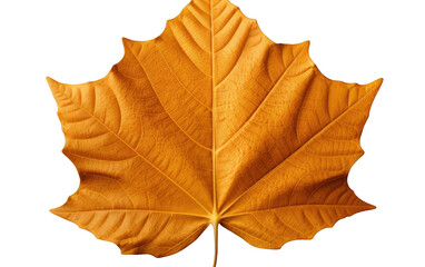Autumn Leaf with Intricate Vein Pattern on Transparent Background