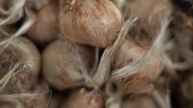 Crocus bulbs or corms. A genus of flowering plants in the iris family. Saffron planting