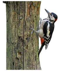 Great Spotted Woodpecker (Dendrocopos major), on the old trunk, PNG, isolated on transparent  background