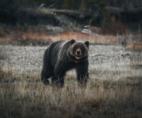 Close-up of a grizzly bear, ursus arctos horribilis, atlin, british columbia, canada