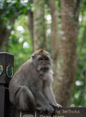 Wild monkey in the jungle