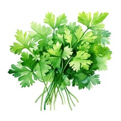 Aromatic Green Watercolor Clipart Featuring Cluster of Parsley and Cilantro