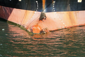 Two Cape fur seals, Arctocephalus pusillus pusillus in Latin, sitting and sunbathing on red bulbous...