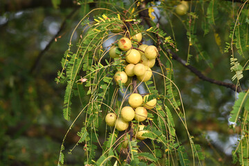 Gooseberry fruits on tree